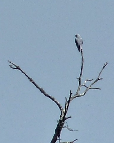 black-shouldered kite
